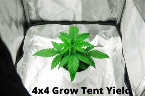 Best 4x4 Grow Tent Yield | Here’s a Complete Guide For First Grow - GardenerPick