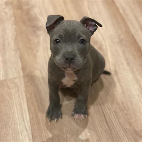 Cute American Staffordshire Bull Terrier puppies