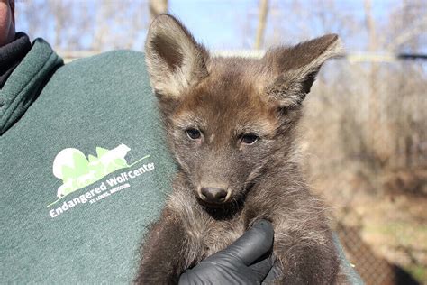 Maned Wolf Pups Add to our 2018 Puppy Boom - Endangered Wolf Center