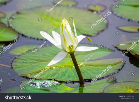 47 Monteverde orchid garden Images, Stock Photos & Vectors | Shutterstock