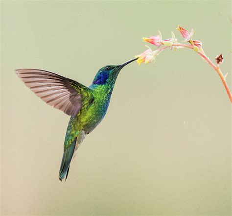 Blue-eared Violet Hummingbird Feeding Photograph by Panoramic Images ...