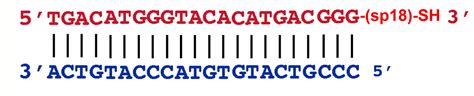 Adding a vertical line between letters on different rows. DNA sequence bases - TeX - LaTeX Stack ...