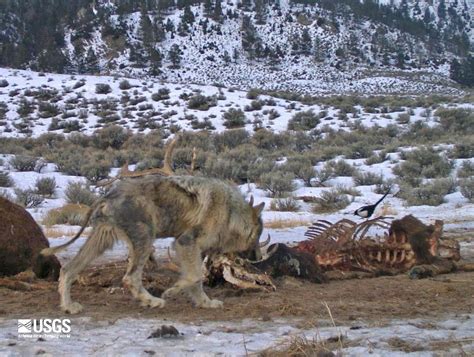 Mange changes Yellowstone wolves’ hunting, travel and food needs | Outdoors | billingsgazette.com