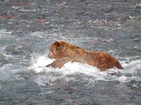 Guide to Seeing the Brown Bears at Brooks Falls in Alaska – Quirky ...