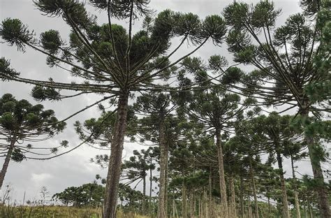 Araucaria Forest Photograph by David Farlow - Pixels