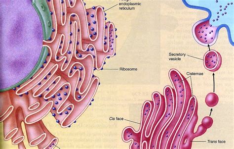 Cakna Biologi: Synthesis of Extracellular Enzymes