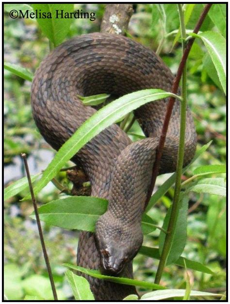 Brown Watersnake | Florida Backyard Snakes