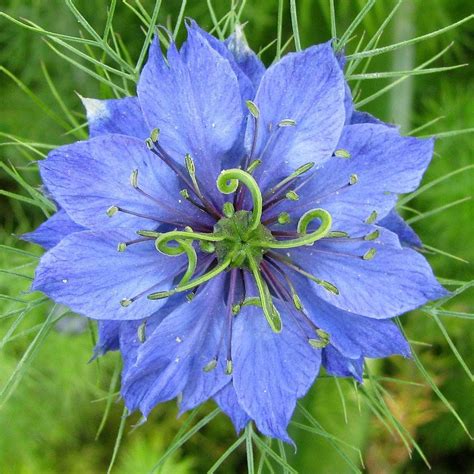 Blue Nigella Flower by JBMDesigns Unusual Flowers, Rare Flowers, Amazing Flowers, Beautiful ...