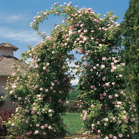 Top 10 Climbing Roses