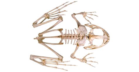 Frog Leg Bones Diagram / Locate and label the fat bodies on figure 3.