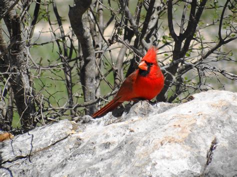 Nothern Cardinal. Lost Maples State Natural Area in the Hill Country of Texas. Crystal Clear ...