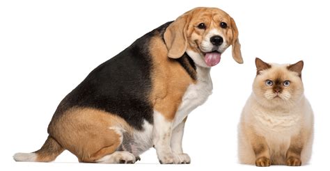 Pet Obesity | The Growing Issue of Overweight Pets