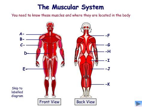 MUscular System Study Guide Diagram | Quizlet