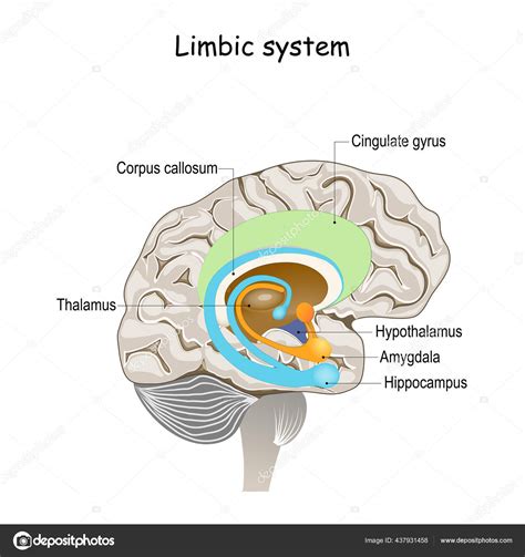 Sistema Límbico Secção Transversal Cérebro Humano Componentes Anatômicos Sistema Límbico imagem ...