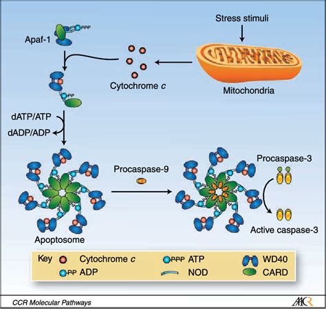 Figure 1 from Targeting the apoptosome for cancer therapy. - Semantic ...