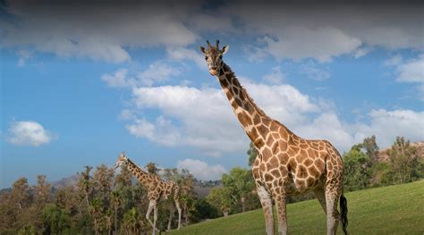 Animals & Gardens | San Diego Zoo Safari Park