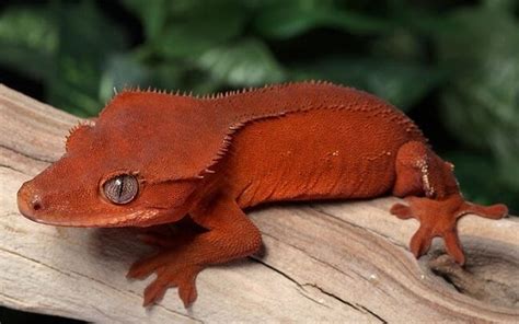 Top Crested Gecko Breeds - MustPets.Com