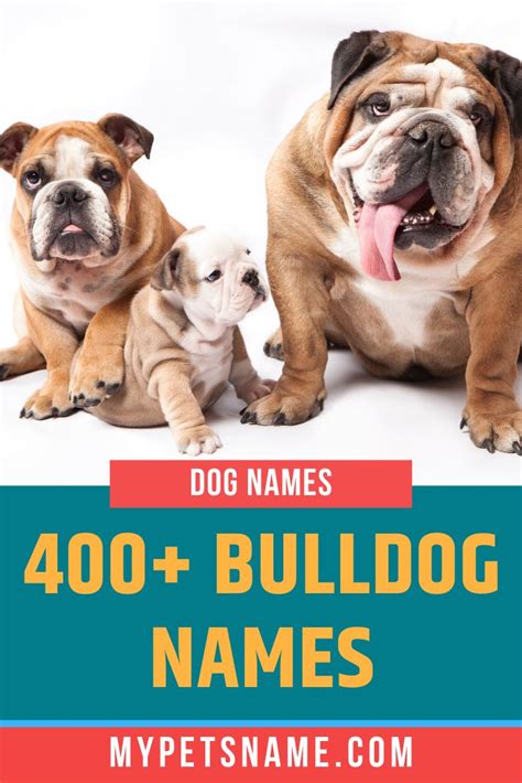 Bulldog Names | Bulldog names, Bulldog, Dog names