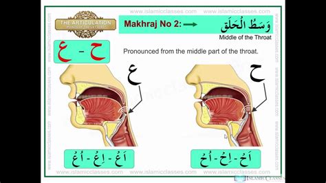 Makhraj no 2 17 articulation points of arabic alphabet letters of the throat – Artofit