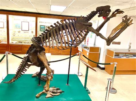 News from the Orton Museum: "Jeff" the Giant Ground Sloth | School of ...