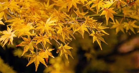 How to Identify and Control Japanese Maple Pests | Gardener’s Path