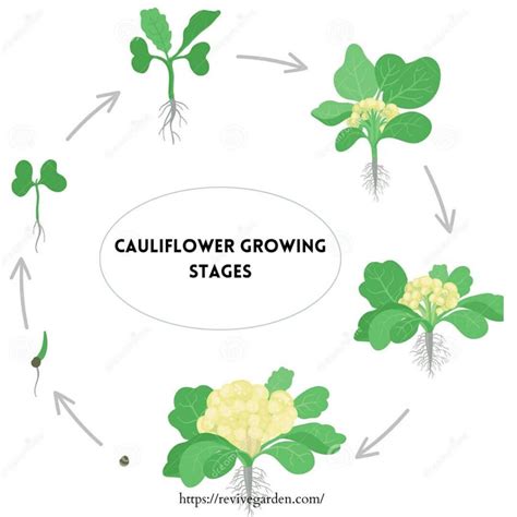 Cauliflower Growing Stages: Mistakes to avoid - Revive Garden