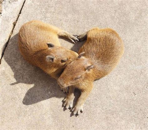 Capy heart ♡ : r/capybara