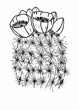 Blooming Cactus Flower Coloring Pages  Best Place To Color sketch template