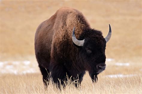 Tourist's Terrifying Encounter with a Bison at Yellowstone Caught on Video - PetHelpful