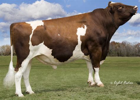 Red holstein steer clipart - Clipground