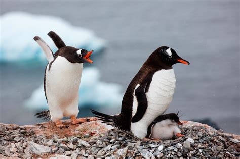 Antarctic Peninsula - Land of Penguins & Icebergs | Adventure Associates