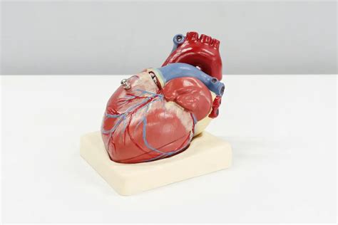 Heart Surgery - Types, Recovery, and Risks - Mysterioustrip