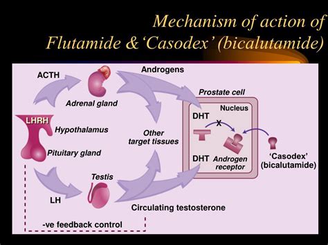 Goserelin Mechanism Of Action