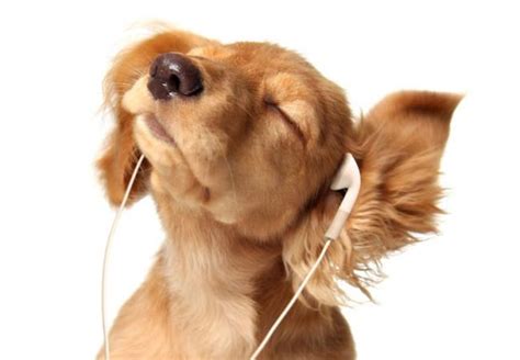 Pets and music: one degree of separation? | Classical MPR