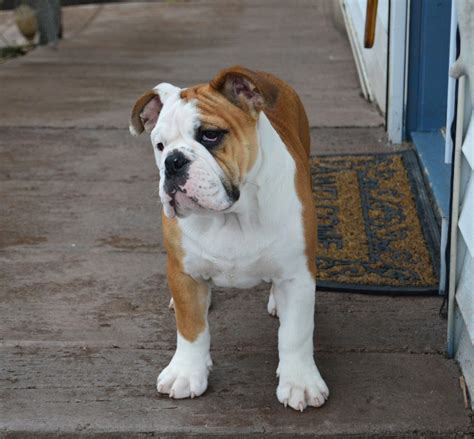 Are American Bulldogs Easy to Train? Find Out Now