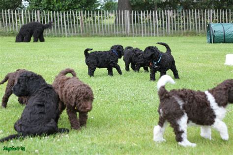 Hickory Tavern Farm Barbet: Barbet Puppies at the Park