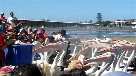 Pelican Feeding at "The Entrance", Central Coast NSW - YouTube