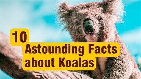 37 Engaging Koala Facts | Random Facts about Koalas | Koala, Koalas, Koala bear