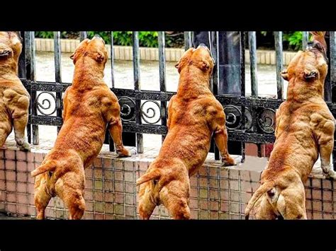 Top 10 Most Muscular Dog Breeds I SUPREME MUSCULAR DOGS - YouTube