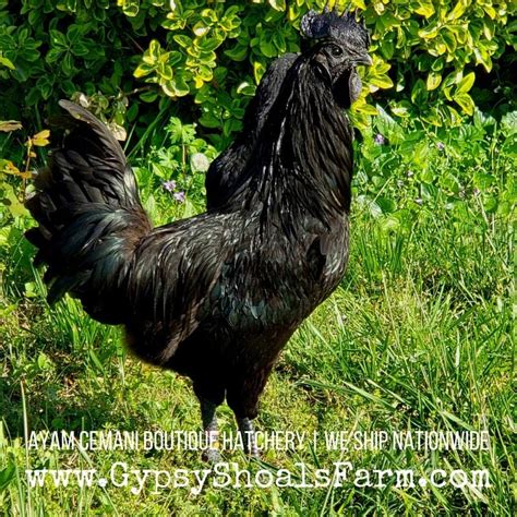 Ayam Cemani Breeding Show Quality Poultry For Sale | Gypsy Shoals Farm