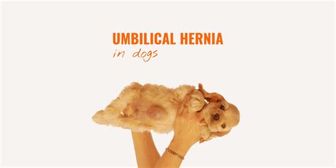 Umbilical Hernia in Dogs – Definition, Symptoms, Treatment & FAQ