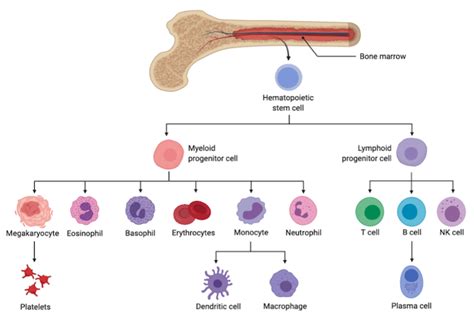 Which cells have a myeloid lineage and how are they identified?