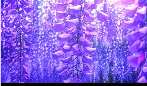 Demon Slayer Wisteria Wallpaper - Wallpaper