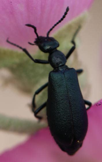 Black Blister Beetle - Epicauta pensylvanica - BugGuide.Net