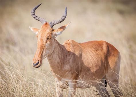 Coke's hartebeest (Alcelaphus buselaphus cokei) - Shadows Of Africa