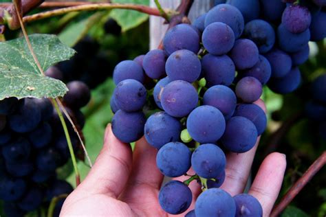Growing Concord Grapes: Essentials for Growing Concord Grapes