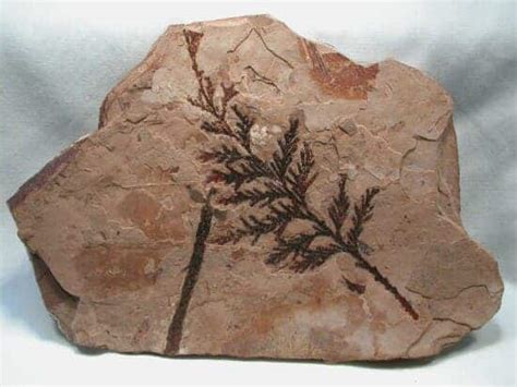 The most common types of fossils -- finding ancient life preserved in rock