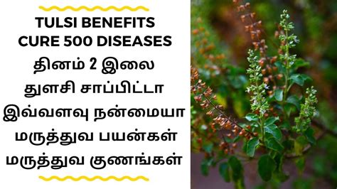 Thulasi benefits in tamil / Thulasi plant details in tamil / துளசி ...