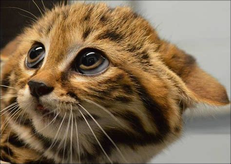 Definitive Guide To Black-footed Cat Facts, Habitat, Conservation ...