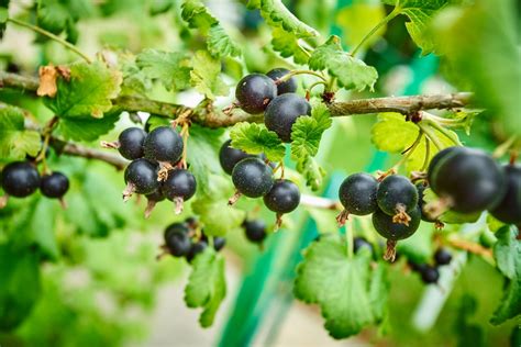 Black currant on the branch. Bush with black currants | Bierol